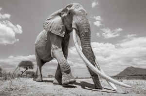 ფოტოგრაფმა კენიის დედოფალი-სპილოს გადაღება მის სიკვდილამდე მოასწრო