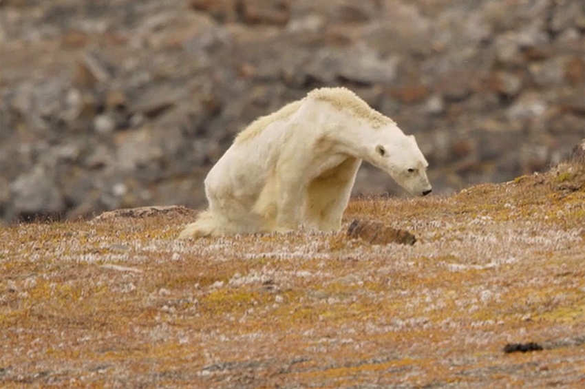 გლობალური დათბობის პირობებში განწირული თეთრი დათვი კანადის კუნძულზე
