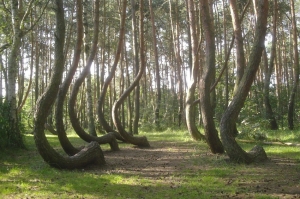 პოლონეთში არსებული უცნაური ტყე მეცნიერთათვის კვლავ ამოუხსნელია