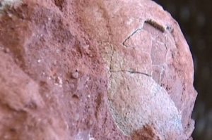 ჩინეთში 70 მილიონი წლის წინანდელი დინოზავრის ნამარხი კვერცხები აღმოაჩინეს