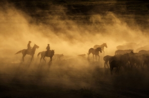 კაპადოკიის ველური ცხენები