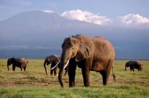 სპილოების გადასარჩენად ბრიტანეთში სპილოს ძვლის ნაკეთობების გაყიდვა აიკრძალება