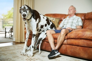 მსოფლიოს ყველაზე მაღალი ძაღლი ფლორიდის შტატში ცხოვრობს