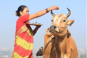 ინდოეთის შტატში ძროხის მოკვლა სამუდამო პატიმრობით დაისჯება