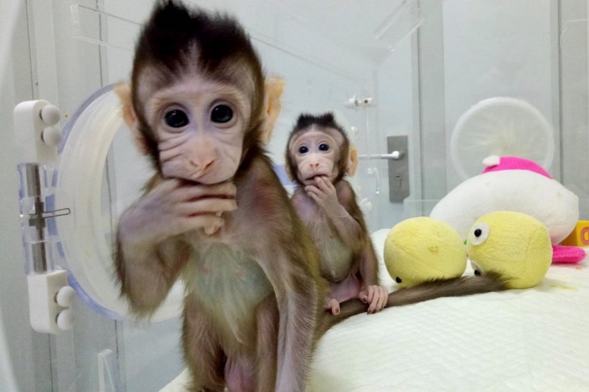 ჩინელი მეცნიერების თქმით, მათ მაიმუნის კლონირება შეძლეს