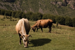 ახალციხეში, საზაფხულო საძოვრებიდან 70 ძროხა სავარაუდოდ მოიპარეს