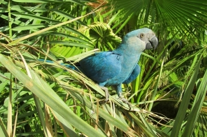 თუთიყუში არას ლურჯი სახეობა გადაშენდა