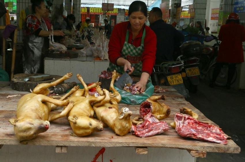 იულინის ფესტივალზე ძაღლის ხორცის გაყიდვა აიკრძალება