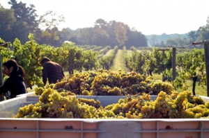 ღვინის ეროვნული სააგენტო – კახეთში 18.6 ათასი ტონა ყურძენია გადამუშავებული