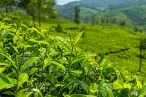 იმერეთში ბიო ჩაის საწარმო აშენდება