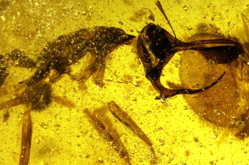 მეცნიერებმა ქარვაში გაქვავებული უძველესი ვამპირი-ჭიანჭველის სახეობა აღმოაჩინეს