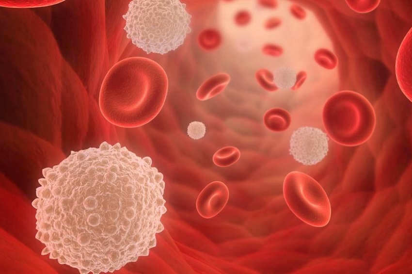 მეცნიერებმა სისხლის უჯრედების ახალ წყაროს მიაგნეს