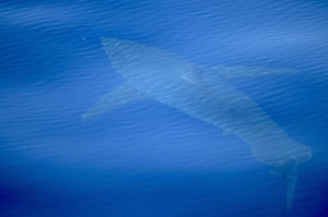ბოლო 30 წლის მანძილზე პირველად ესპანეთის მახლობლად თეთრი ზვიგენი შენიშნეს