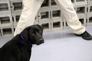 CIA-ს საწვრთნელი პროგრამიდან ძაღლი გულგრილობის გამო გაათავისუფლეს