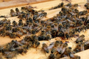 ზუგდიდში ფუტკრის დაცემა ფაროსანას წინააღმდეგ წამლობას არ გამოუწვევია – სააგენტო