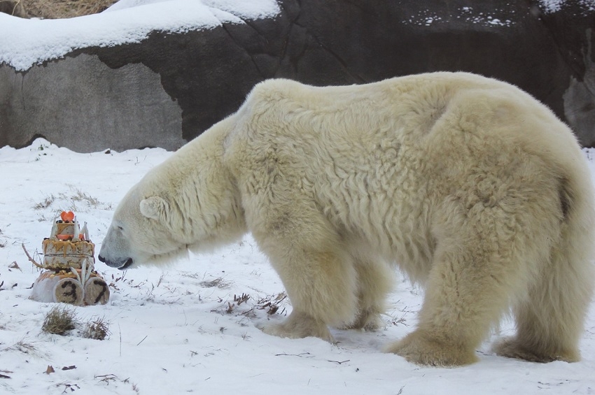 პლანეტის ყველაზე უხუცესი თეთრი დათვი 37 წლის გახდა