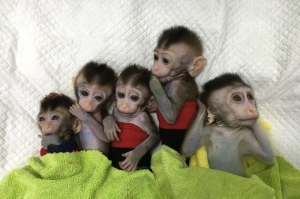 ჩინეთში მაიმუნის გენეტიკურად მოდიფიცირებული კლონები შექმნეს