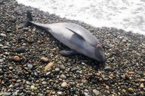 საქართველოს შავი ზღვის სანაპიროზე ზღვამ 57 დელფინი გამორიყა