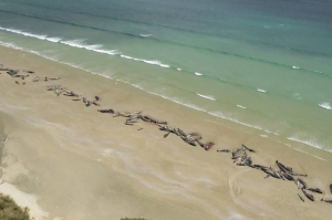 ახალი ზელანდიის სანაპიროზე 150-მდე დელფინი გამოირიყა