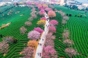 ალუბლის ყვავილობა ჩინეთში