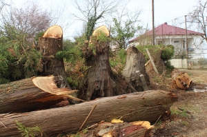 ივანიშვილის პარკში ასწლოვანი ხის გადასატანად ქობულეთში 50 ხე მოჭრეს