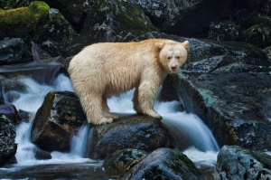 რატომაა მურა დათვი თეთრი