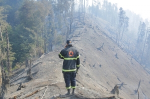 ბორჯომის ტყეში ამ დროისთვის ანთებული ცეცხლის კერა არ ფიქსირდება - სამინისტრო