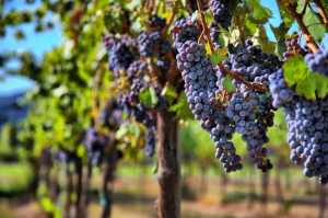 18 სექტემბრის მონაცემებით, კახეთში 92 ათას ტონამდე ყურძენია გადამუშავებული
