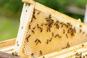 გორში თაფლის გადამამუშავებელი საწარმო 2018 წელს აშენდება