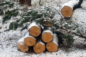 იანვარში ხე-ტყის უკანონო ჭრისა და ტრანსპორტირების 420 ფაქტი გამოავლინეს