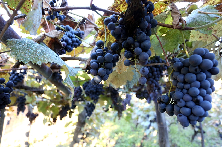 რაჭაში ღვინის კომპანიები ყურძენს 7 ლარად ჩაიბარებენ